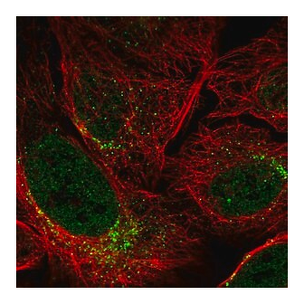 Merck Anti-SPATA6 antibody produced in rabbit