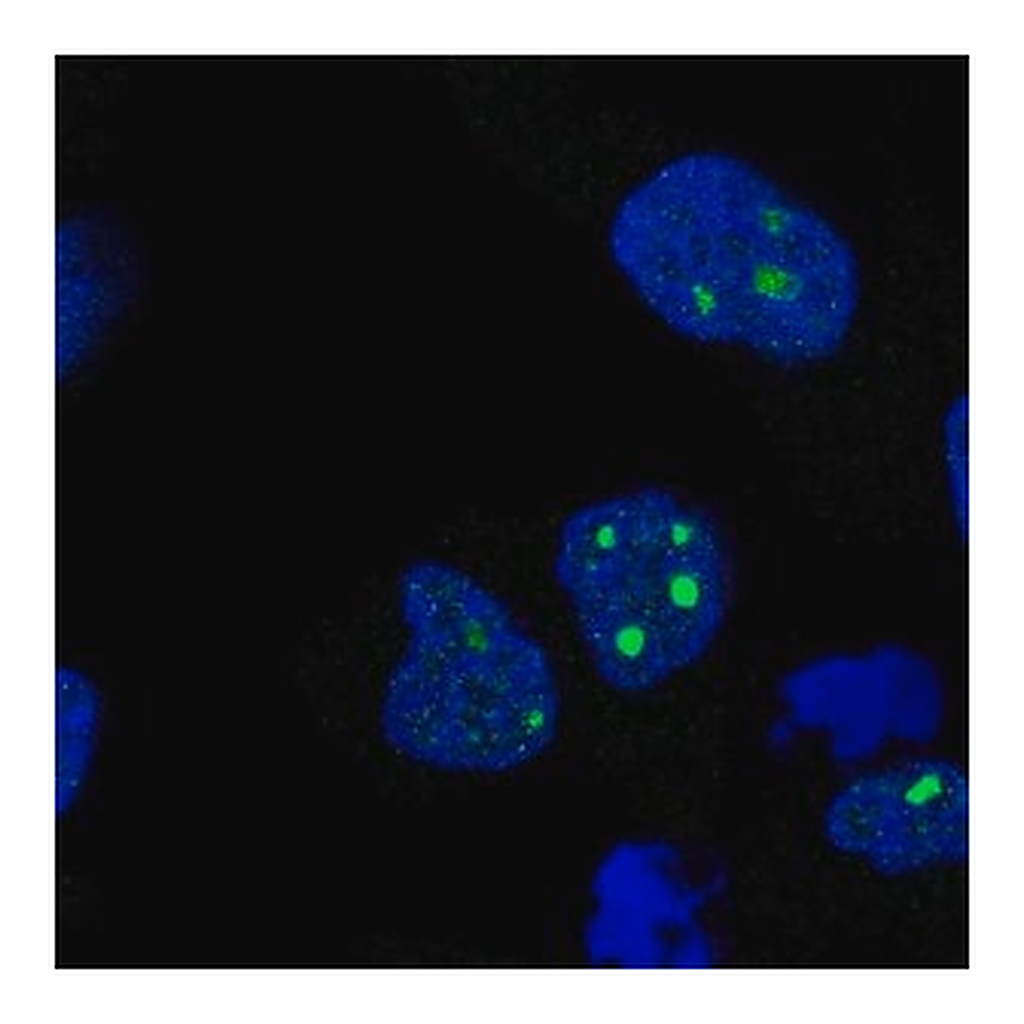 Merck Anti-C8orf34 antibody produced in rabbit