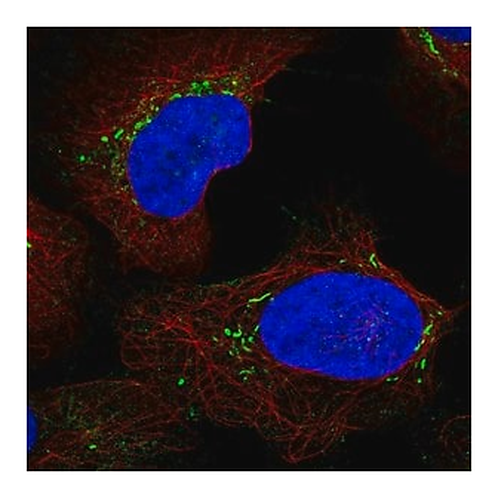 Merck Anti-LY96 antibody produced in rabbit