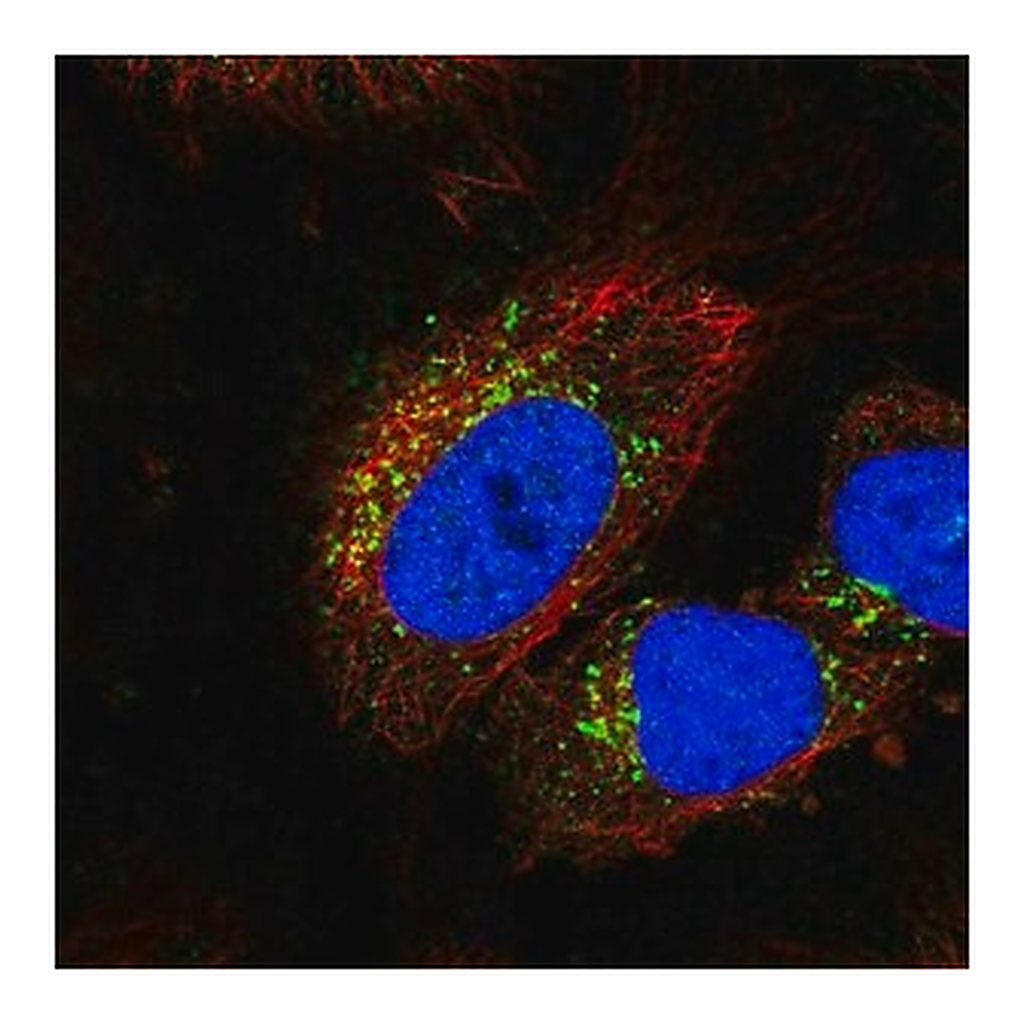 Merck Anti-STK11IP antibody produced in rabbit