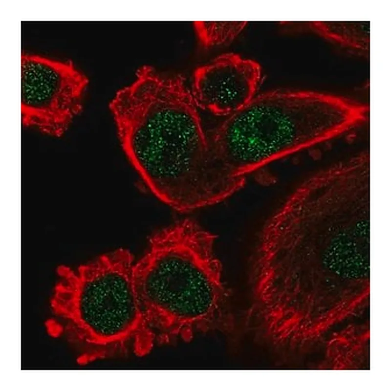 Merck Anti-IFI44L antibody produced in rabbit