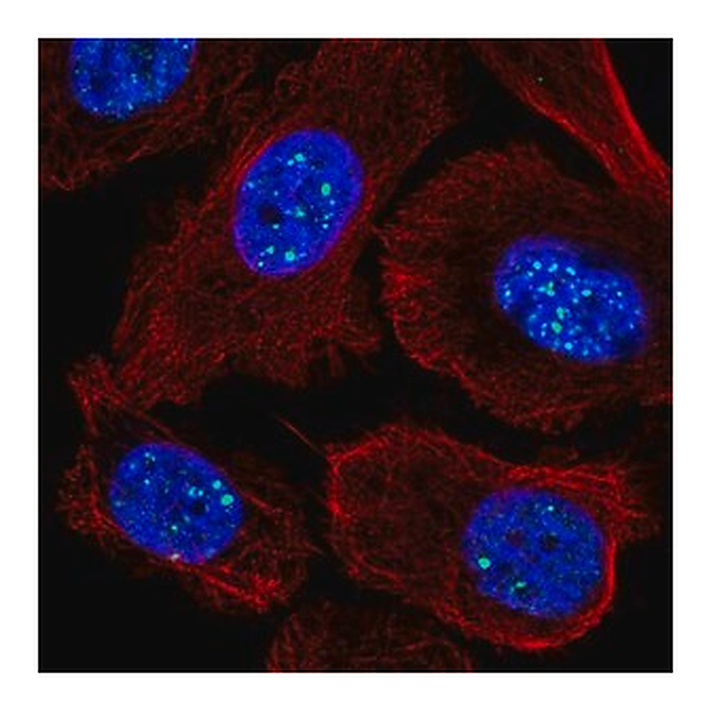 Merck Anti-RASL11A antibody produced in rabbit