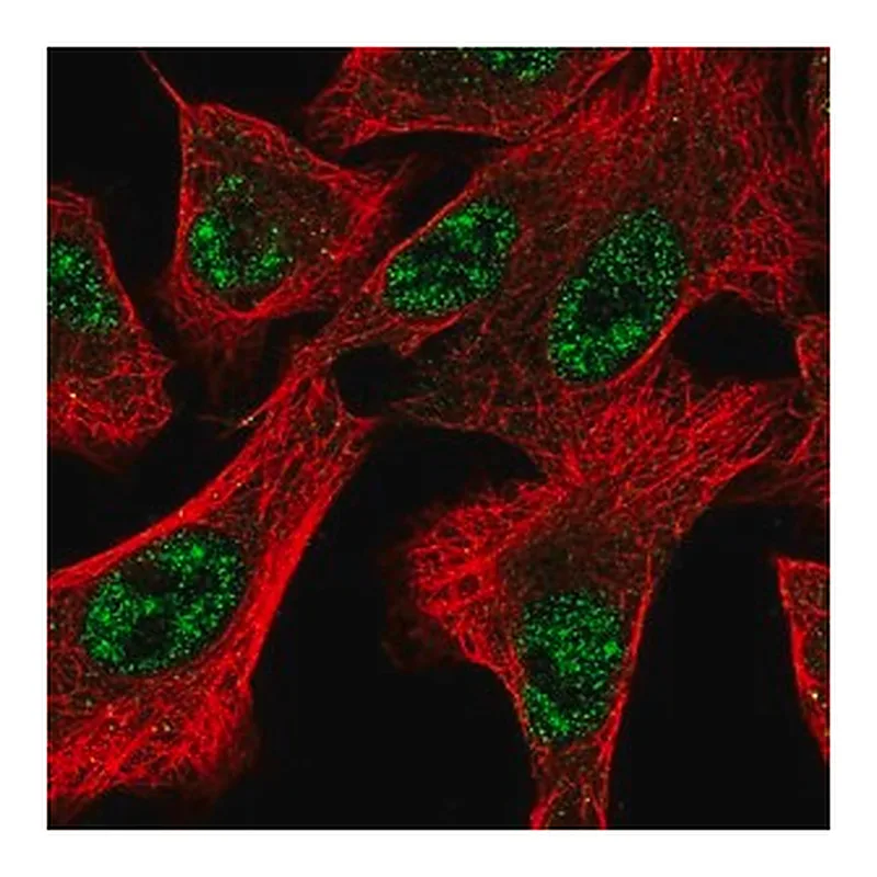 Merck Anti-DOCK1 antibody produced in rabbit