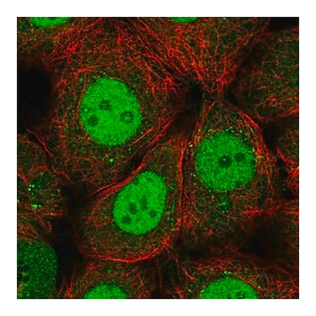 Merck Anti-RFXANK antibody produced in rabbit