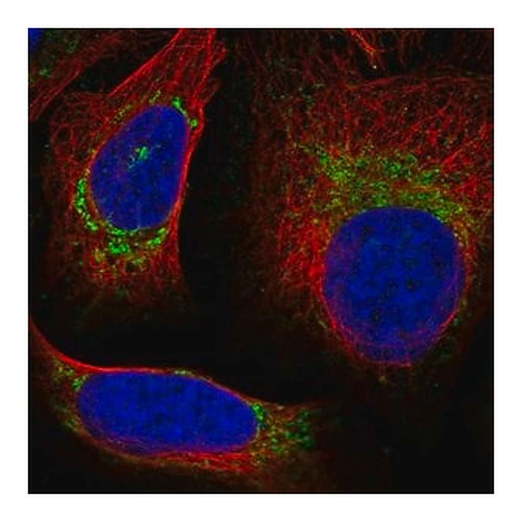 Merck Anti-UQCRQ antibody produced in rabbit