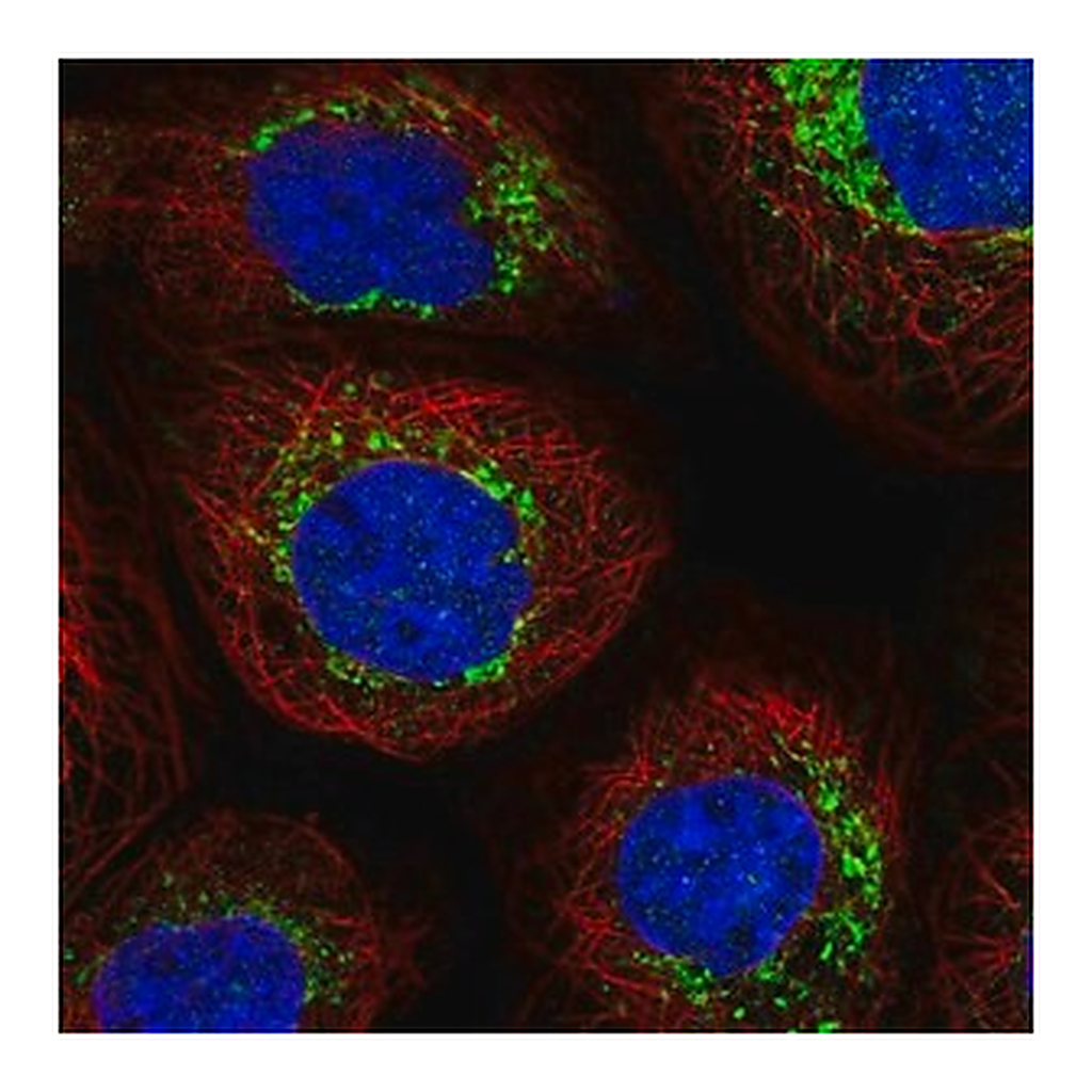Merck Anti-NDUFB6 antibody produced in rabbit