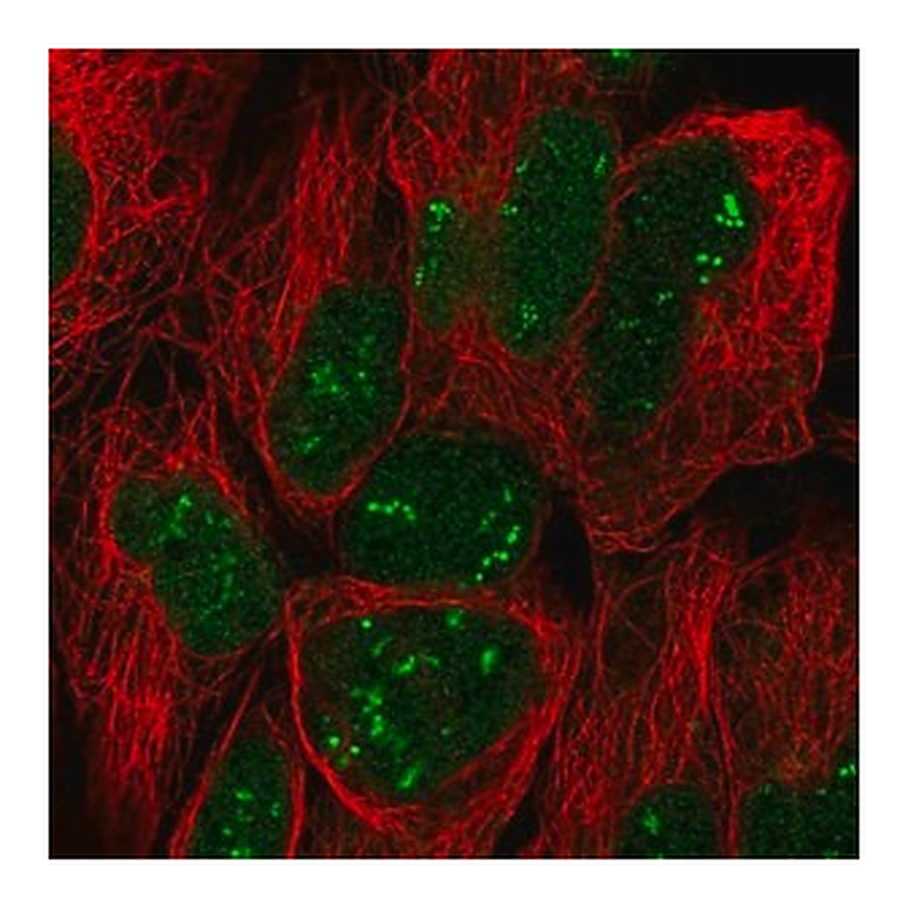 Merck Anti-TRO antibody produced in rabbit