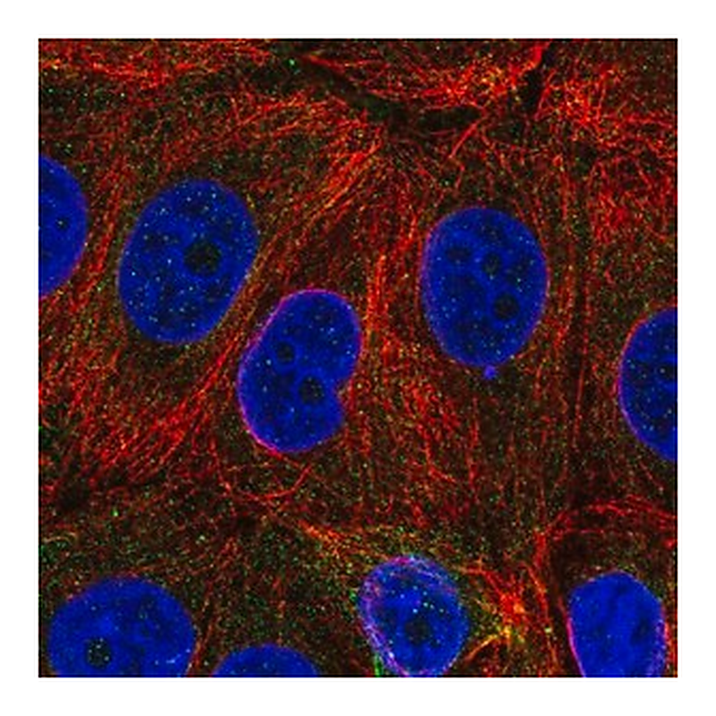 Merck Anti-C6orf47 antibody produced in rabbit
