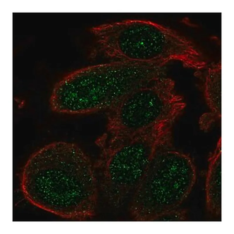Merck Anti-GADD45A antibody produced in rabbit