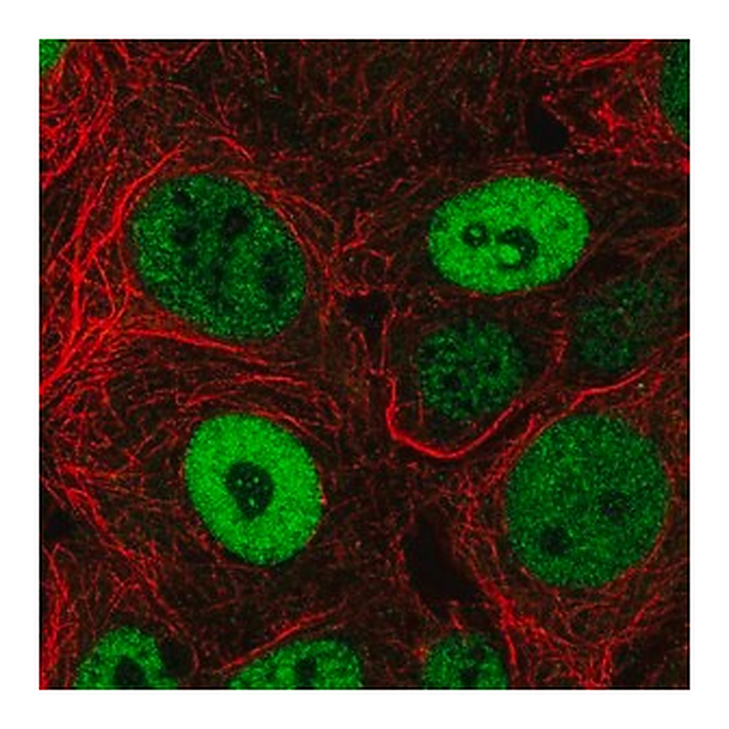Merck Anti-BCL9L antibody produced in rabbit