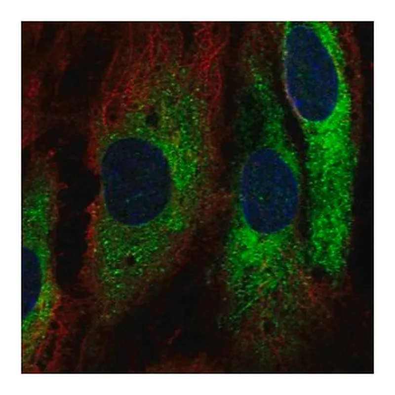 Merck Anti-GIMAP1 antibody produced in rabbit