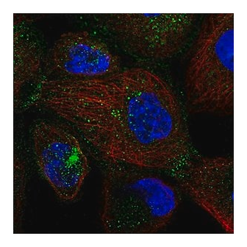 Merck Anti-SEC24D antibody produced in rabbit