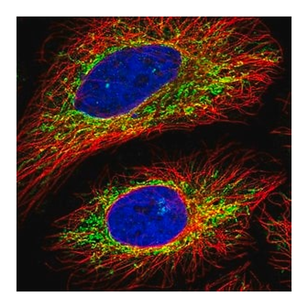 Merck Anti-C16orf62 antibody produced in rabbit