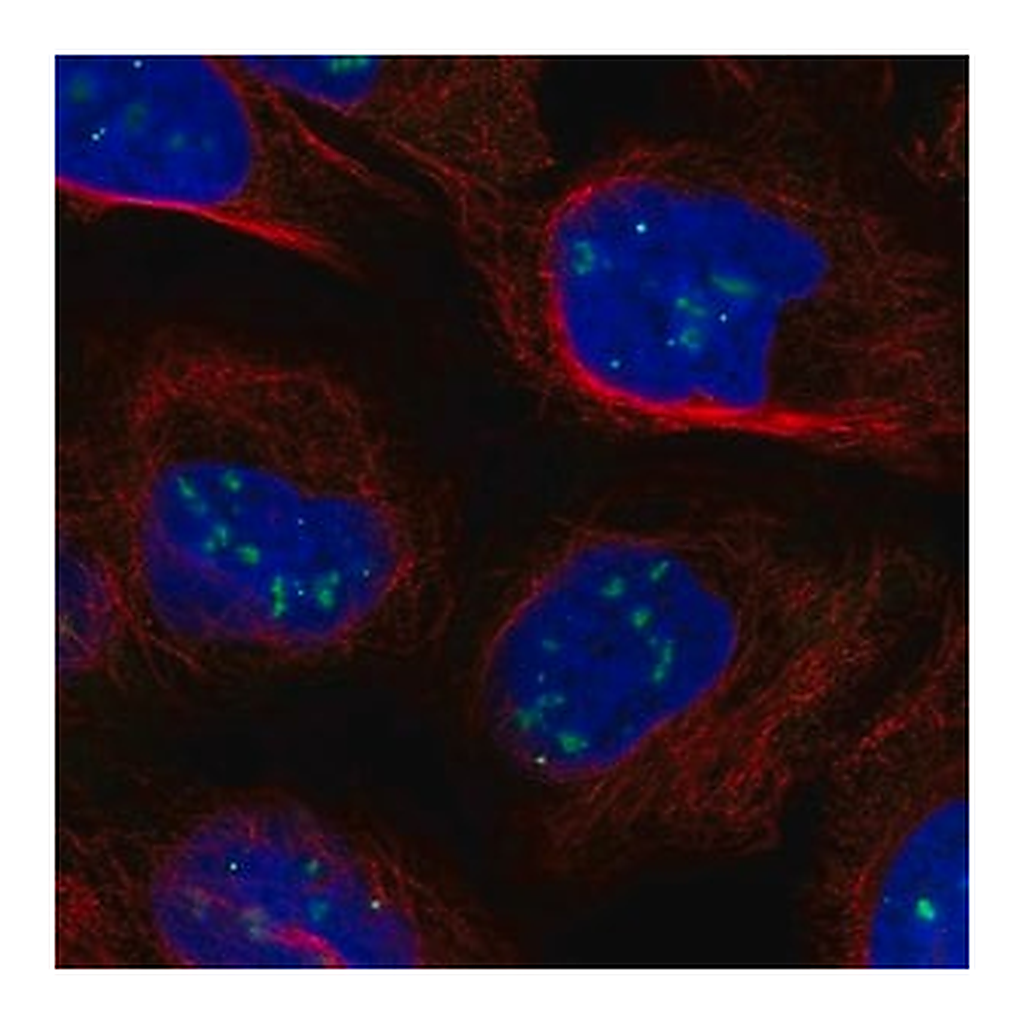 Merck Anti-CASP8AP2 antibody produced in rabbit