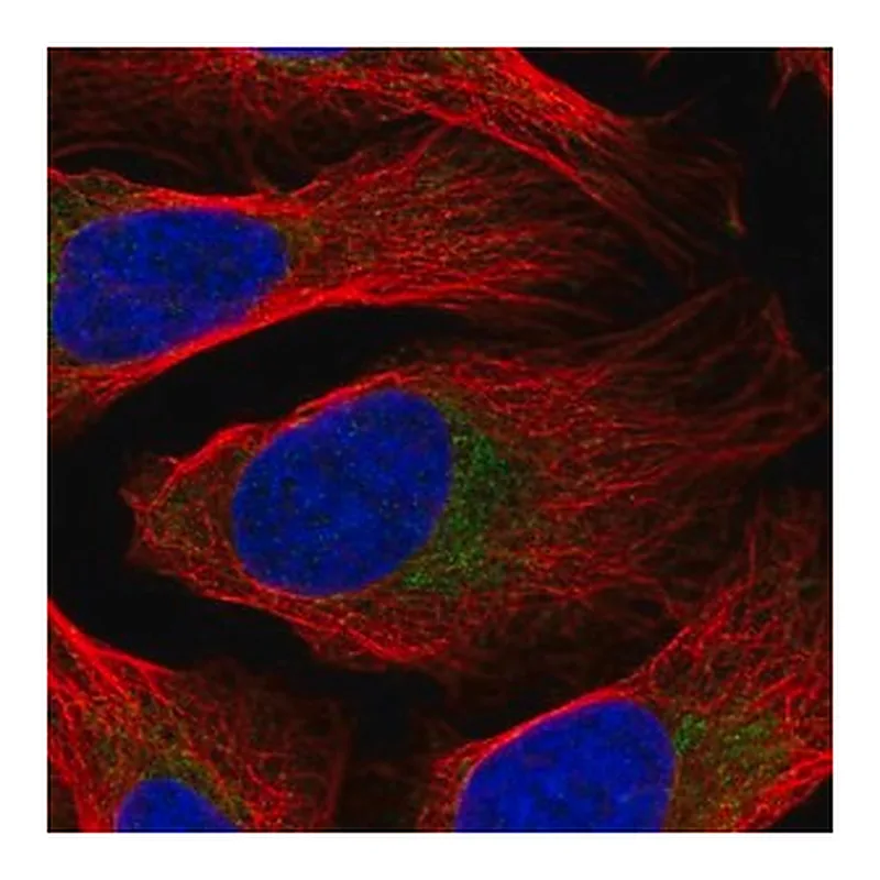 Merck Anti-DDX28 antibody produced in rabbit