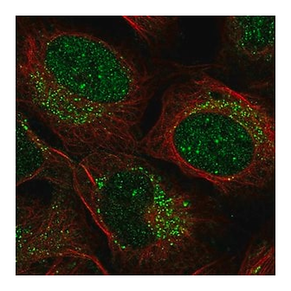 Merck Anti-ZADH2 antibody produced in rabbit
