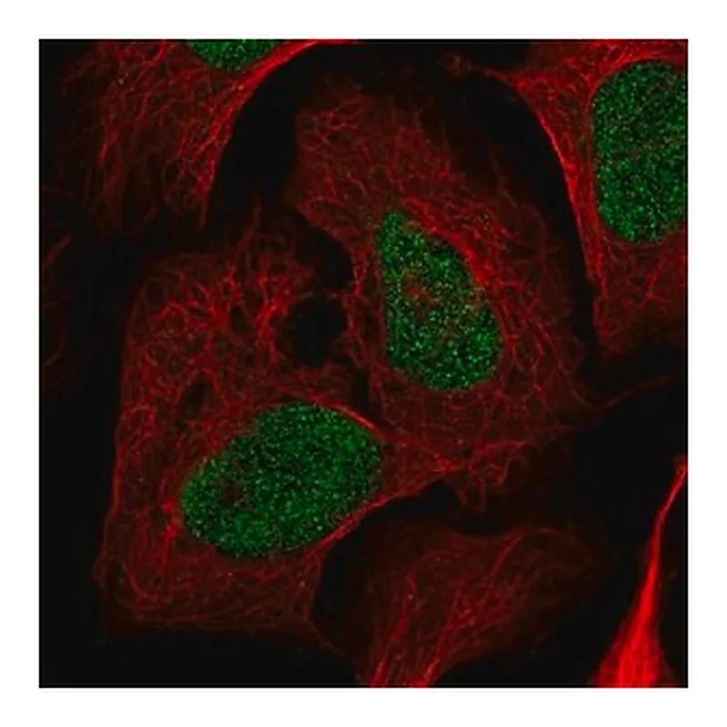 Merck Anti-NRDC antibody produced in rabbit