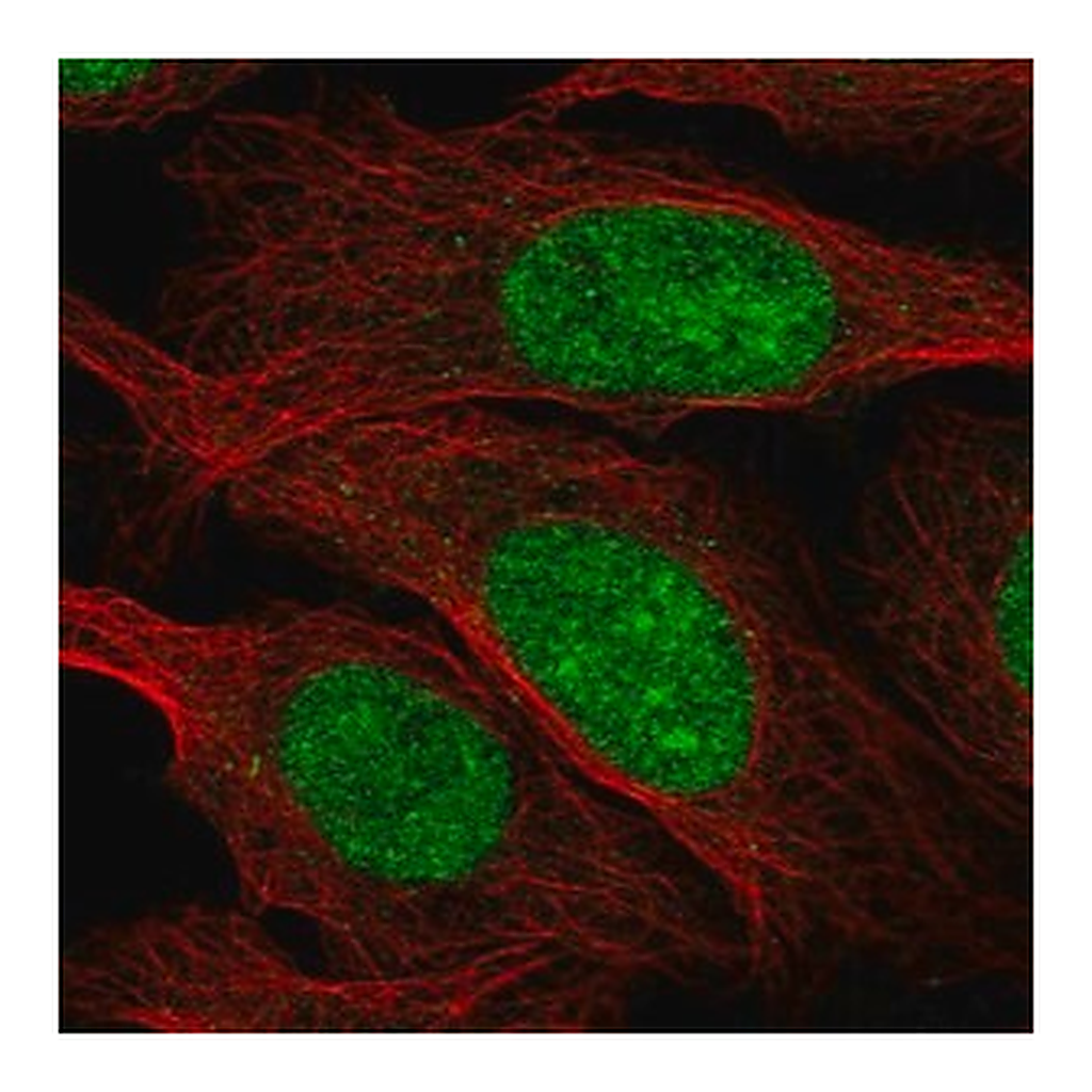 Merck Anti-ZZZ3 antibody produced in rabbit