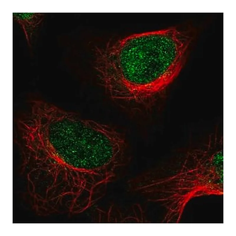 Merck Anti-KDM1A antibody produced in rabbit