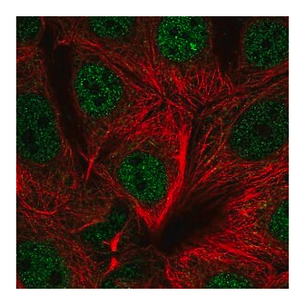 Merck Anti-UBR5 antibody produced in rabbit