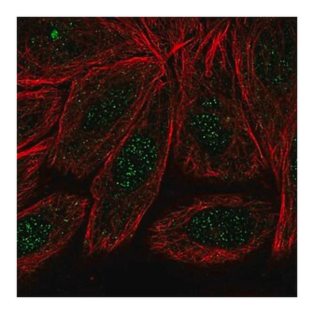 Merck Anti-ARMC2 antibody produced in rabbit