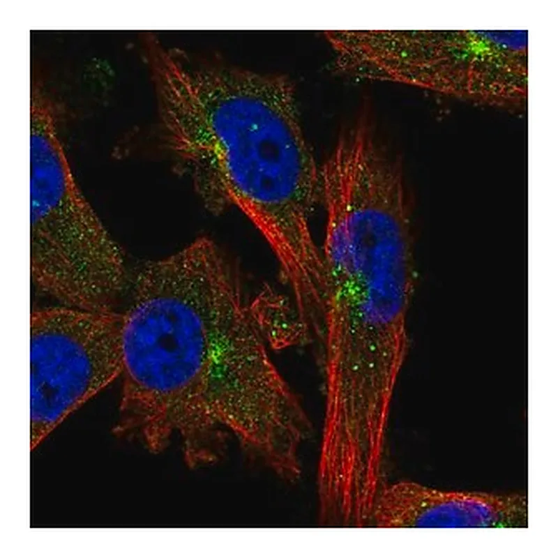 Merck Anti-EVI5 antibody produced in rabbit