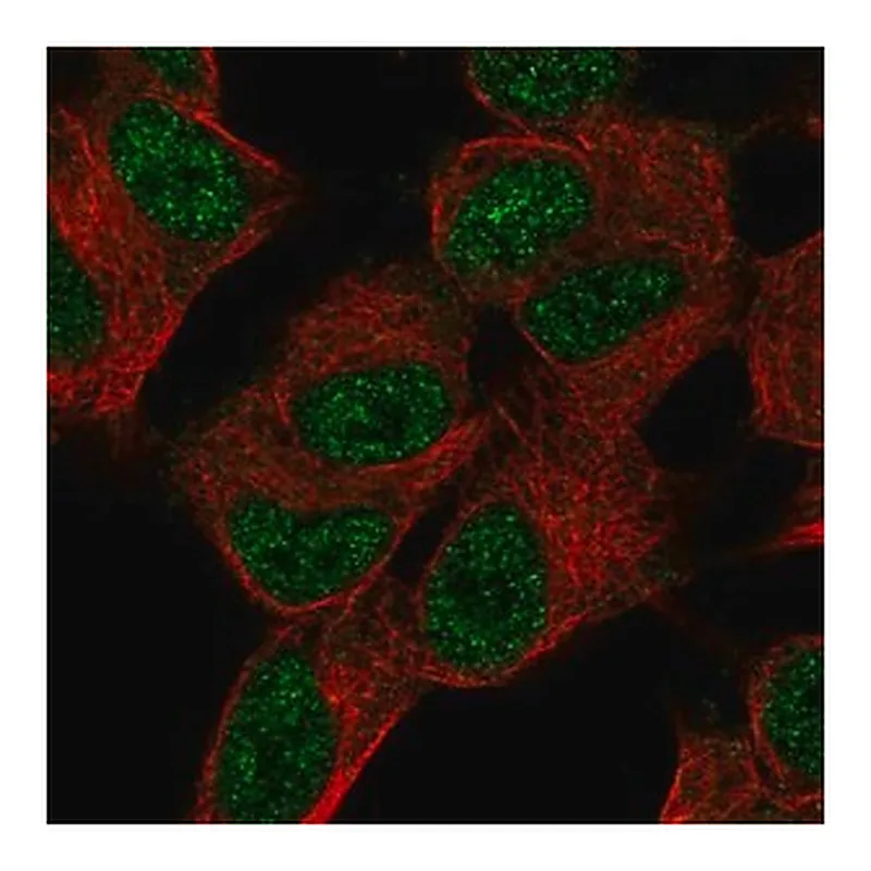 Merck Anti-SUPT7L antibody produced in rabbit