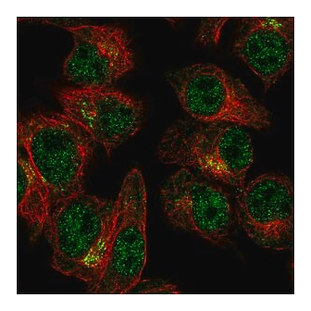 Merck Anti-SLA2 antibody produced in rabbit