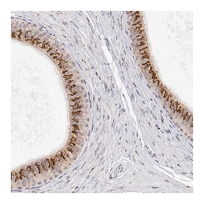 Merck Anti-YIPF3 antibody produced in rabbit