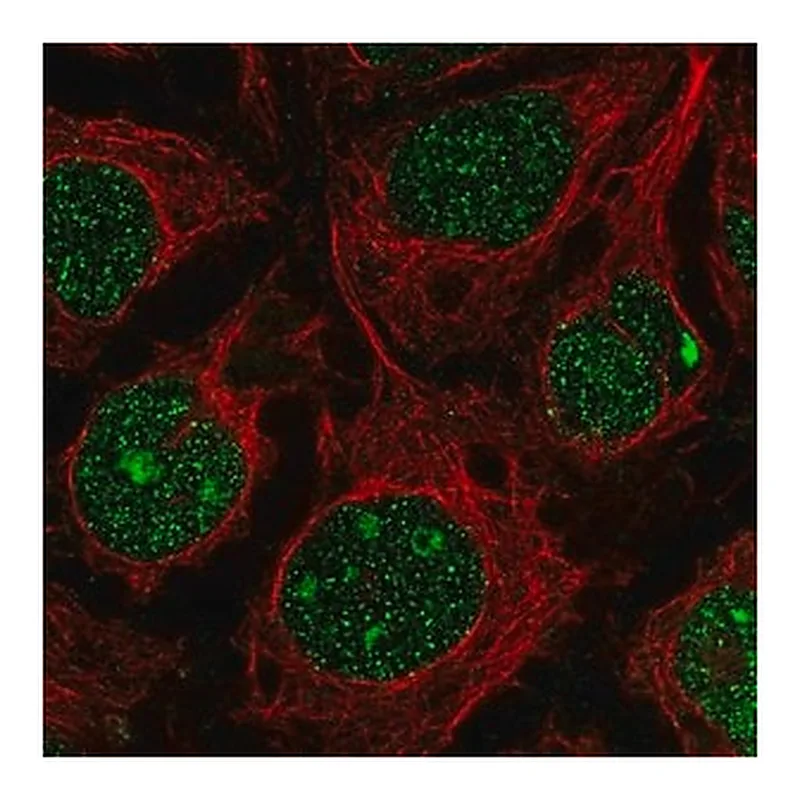 Merck Anti-RGCC antibody produced in rabbit