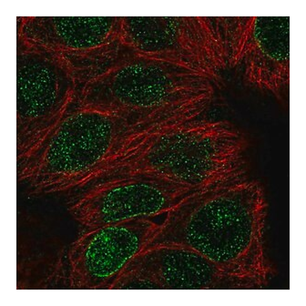 Merck Anti-DCTN5 antibody produced in rabbit