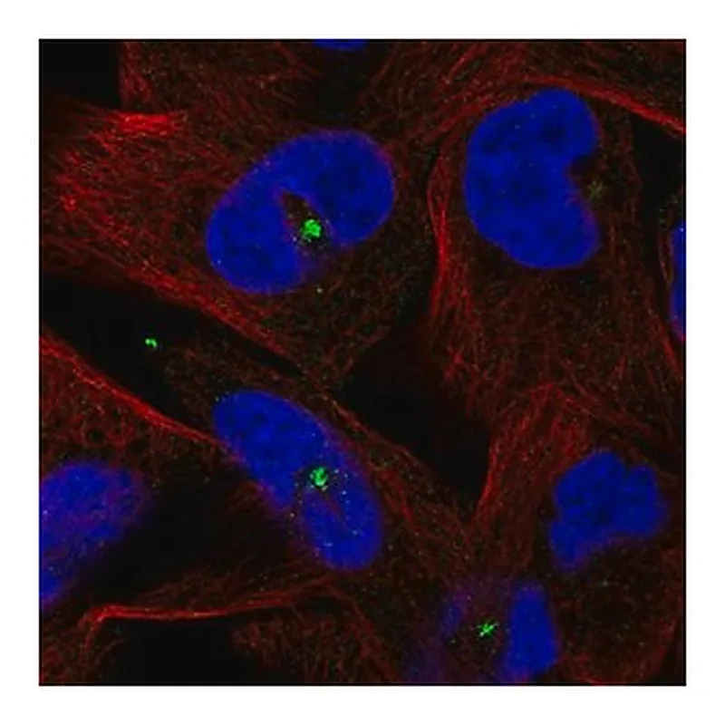 Merck Anti-CETN3 antibody produced in rabbit