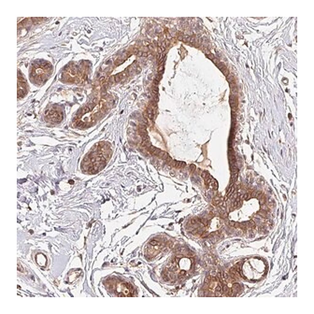 Merck Anti-MAPKAPK2 antibody produced in rabbit