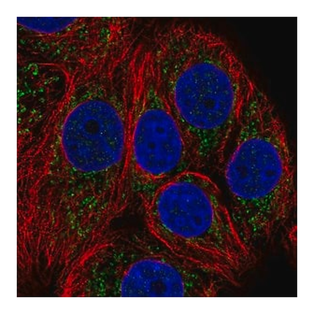Merck Anti-NDUFB1 antibody produced in rabbit