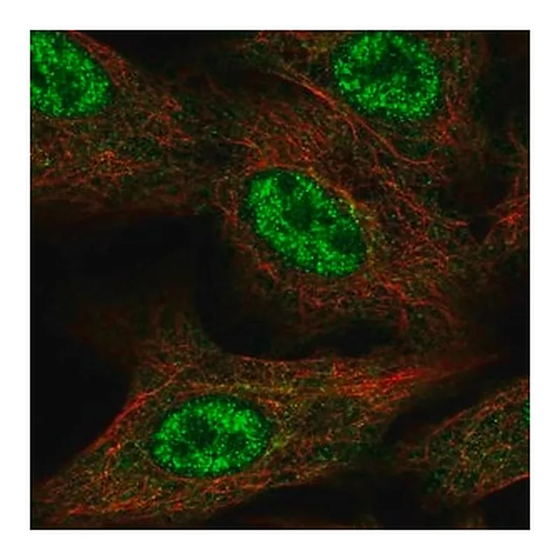 Merck Anti-FAM96A antibody produced in rabbit