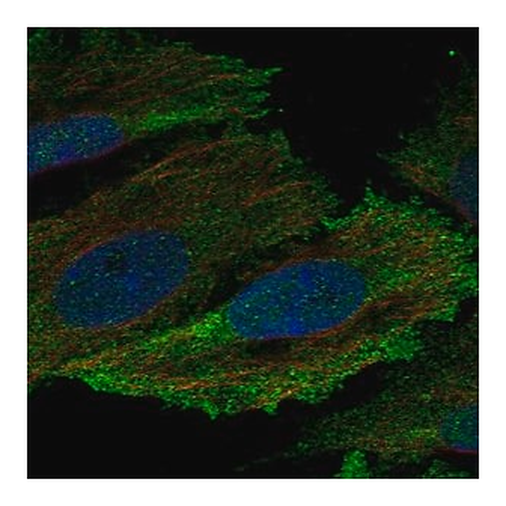 Merck Anti-HCK antibody produced in rabbit