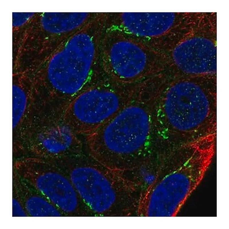 Merck Anti-ARL15 antibody produced in rabbit