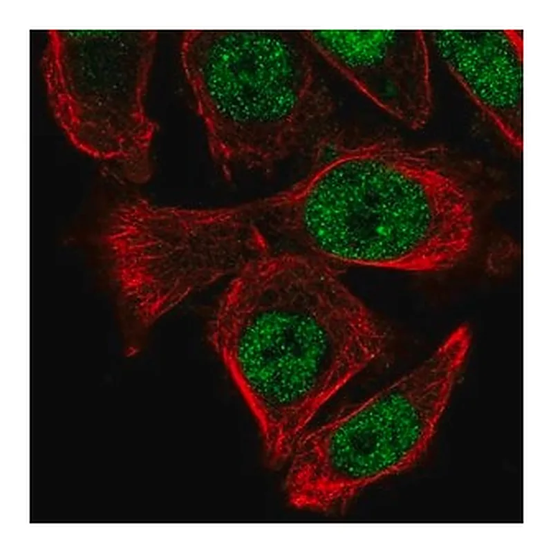Merck Anti-PUS3 antibody produced in rabbit
