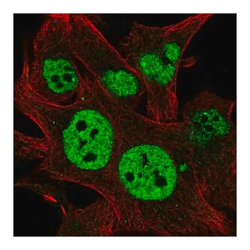 Merck Anti-TESK2 antibody produced in rabbit