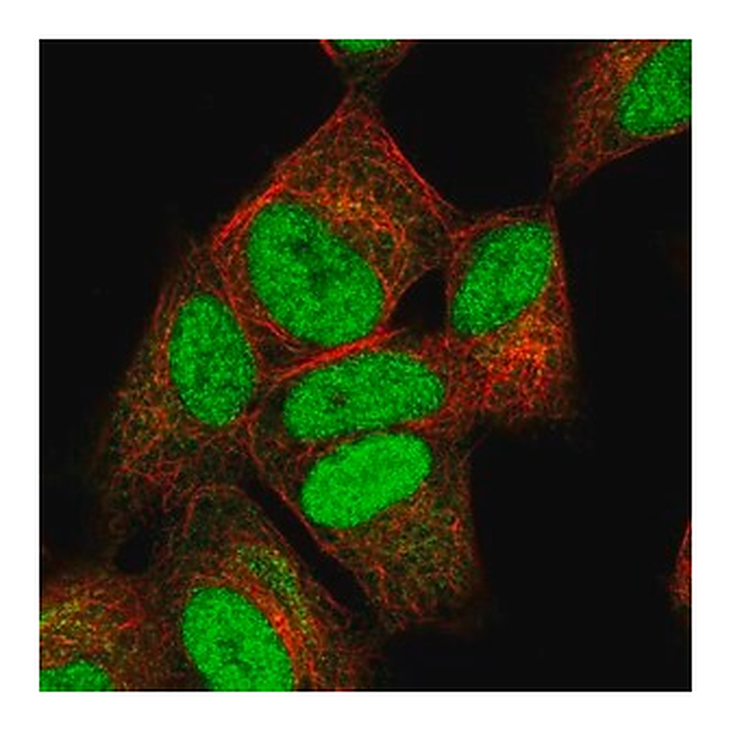 Merck Anti-NUCKS1 antibody produced in rabbit