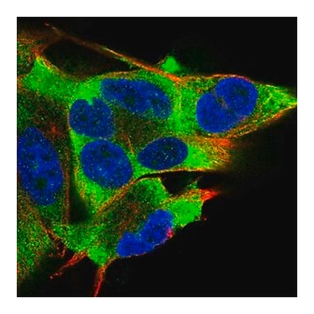 Merck Anti-EIF2AK2 antibody produced in rabbit