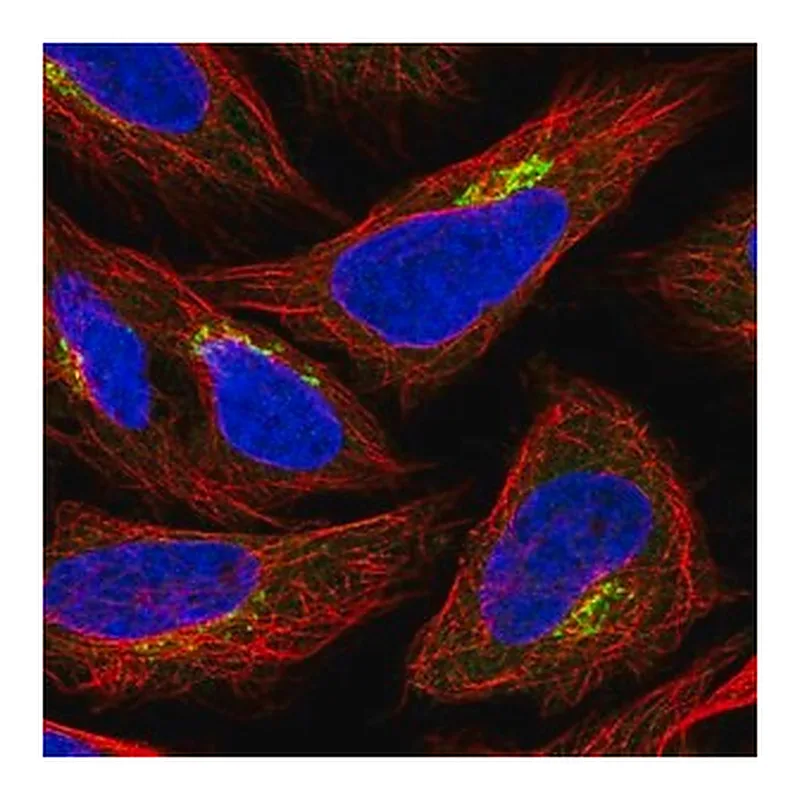 Merck Anti-GPR108 antibody produced in rabbit