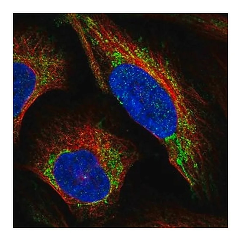 Merck Anti-LRP11 antibody produced in rabbit