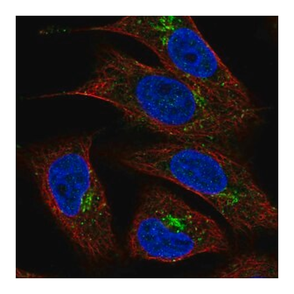 Merck Anti-TMEM5 antibody produced in rabbit