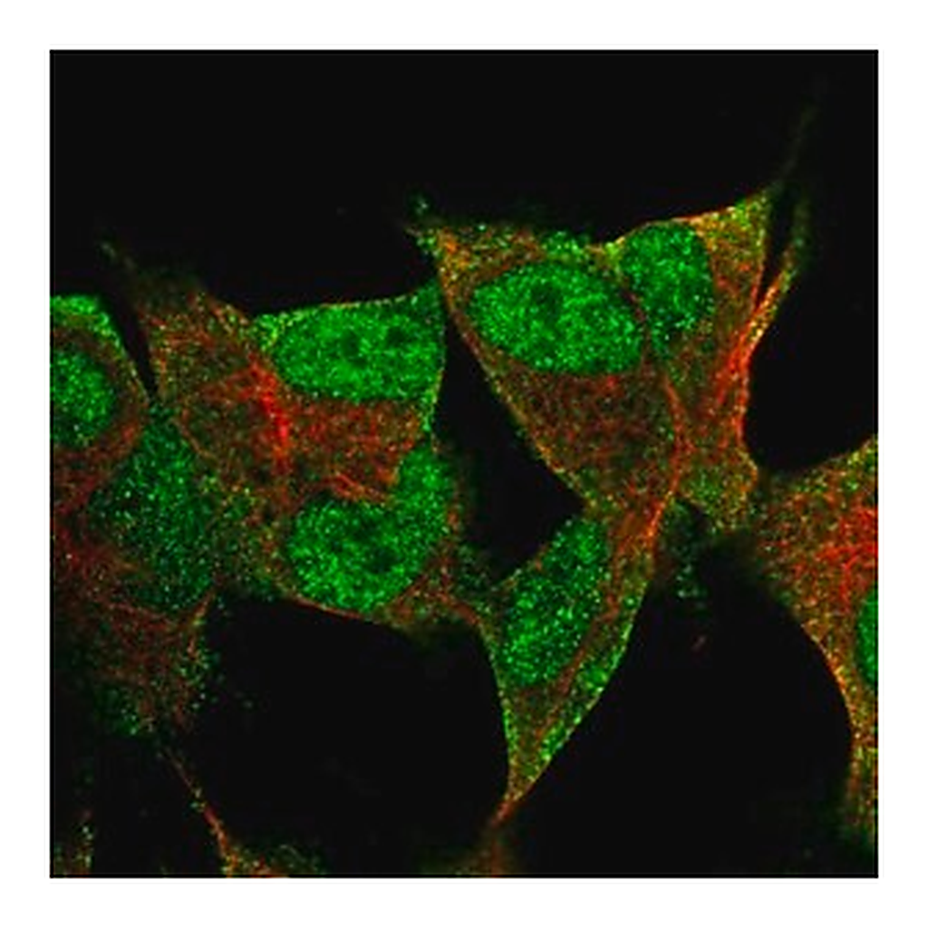 Merck Anti-PRR3 antibody produced in rabbit