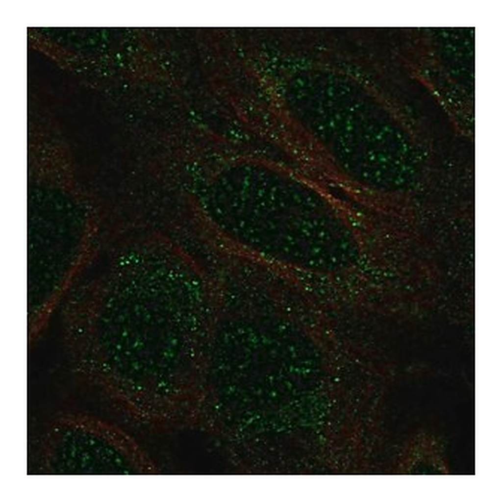 Merck Anti-TCEAL2 antibody produced in rabbit