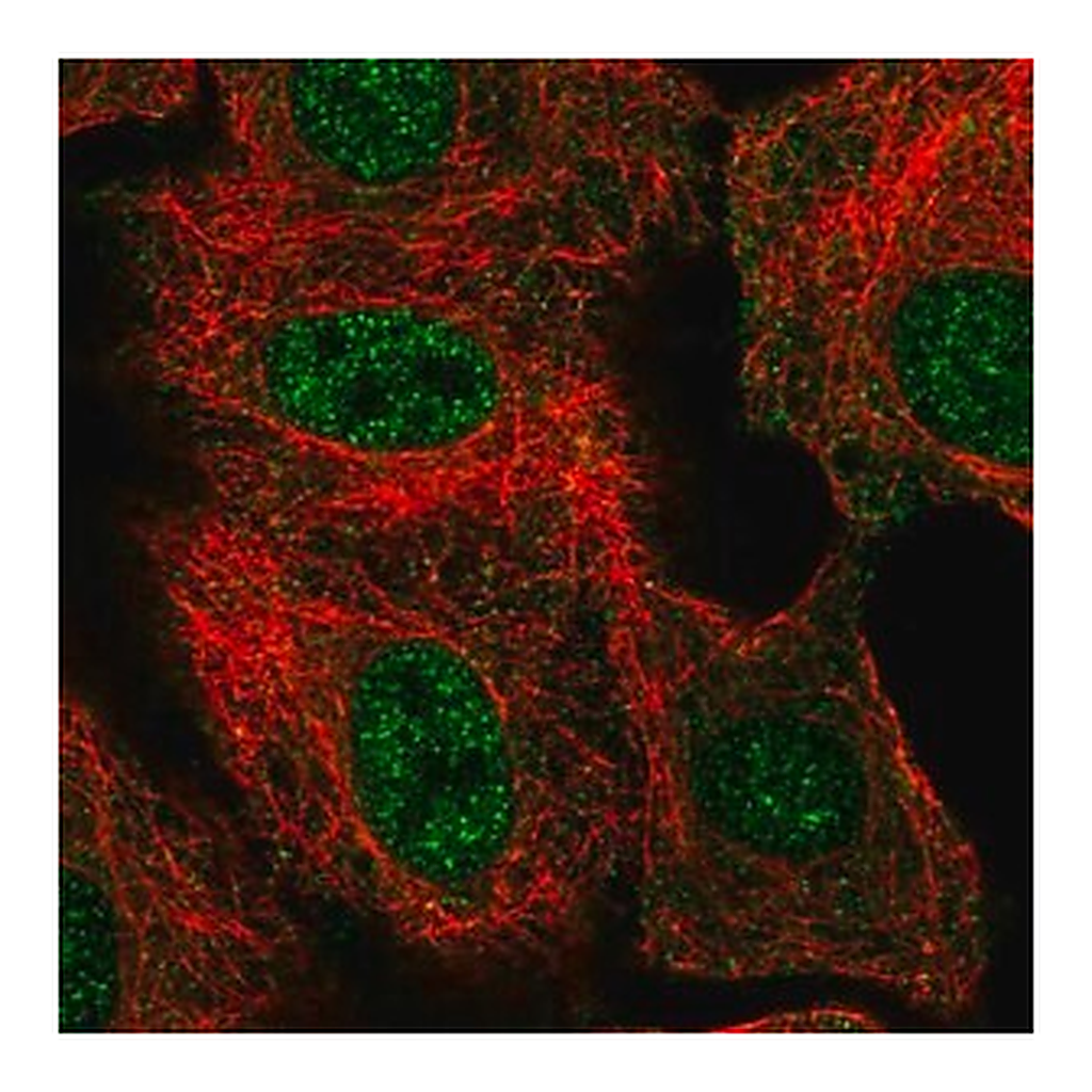 Merck Anti-THAP8 antibody produced in rabbit
