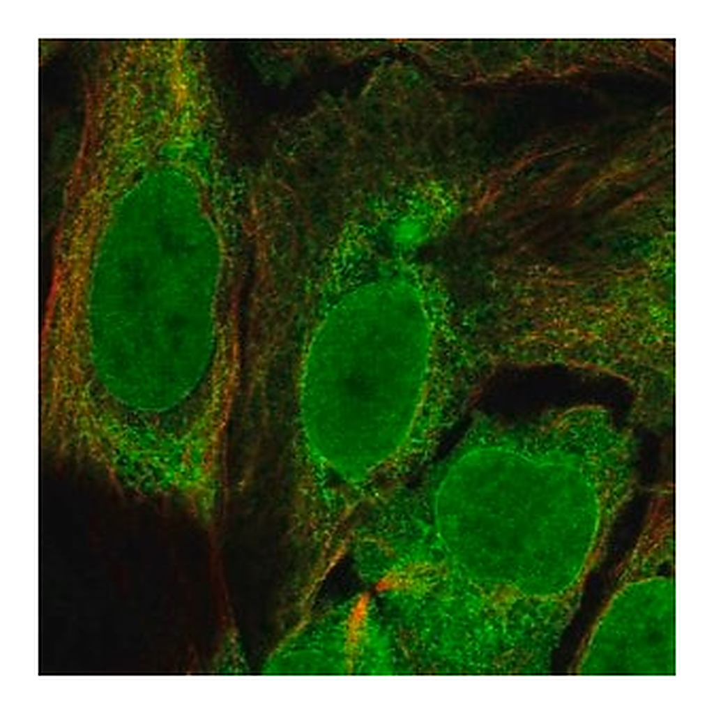 Merck Anti-C11orf58 antibody produced in rabbit