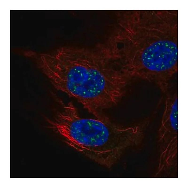 Merck Anti-NFATC4 antibody produced in rabbit