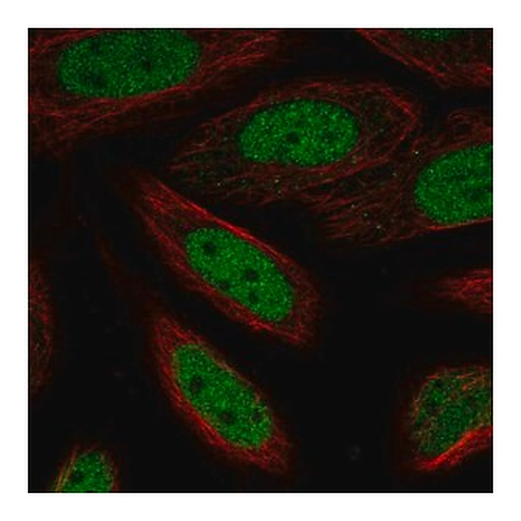 Merck Anti-ZBTB6 antibody produced in rabbit